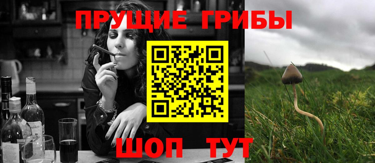 Псилоцибиновые грибы Psilocybine cubensis Павловский Посад